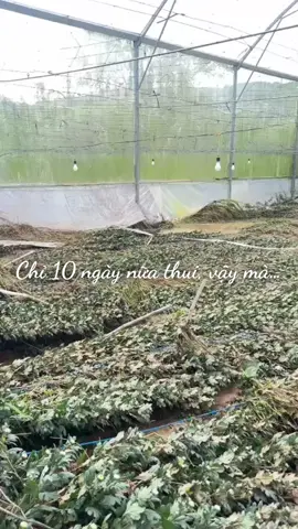 #27112025  #muatolichsu 