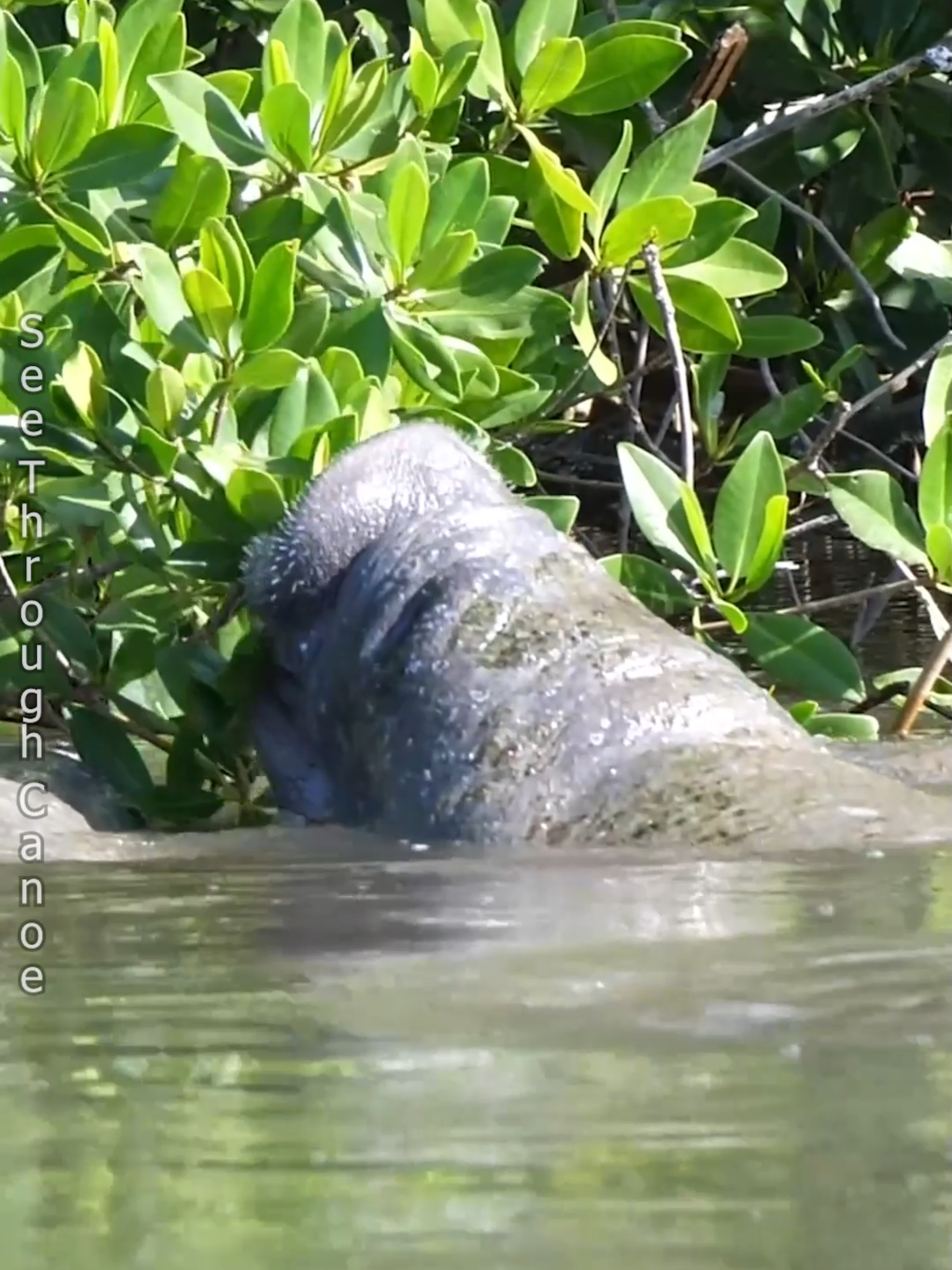 Manatees eating mangrove leaves at the water's edge. Manatees eat any kind of vegetation they can find or reach, not just sea grass. During high tides they are often able to reach lawn grass and other vegetation. The mothers will sometimes reach out and bring branches down into the water for the calves to reach the leaves. Some of the scratches you see on manatees are from pushing their way through mangrove trees and root systems.  #nature #animals #fyp #awesome #wildlife #naturephotography #florida