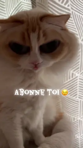 #filtretiktok #chat #humour #fyp #pourtoi 