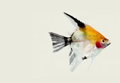 thinking a lot about fish lately