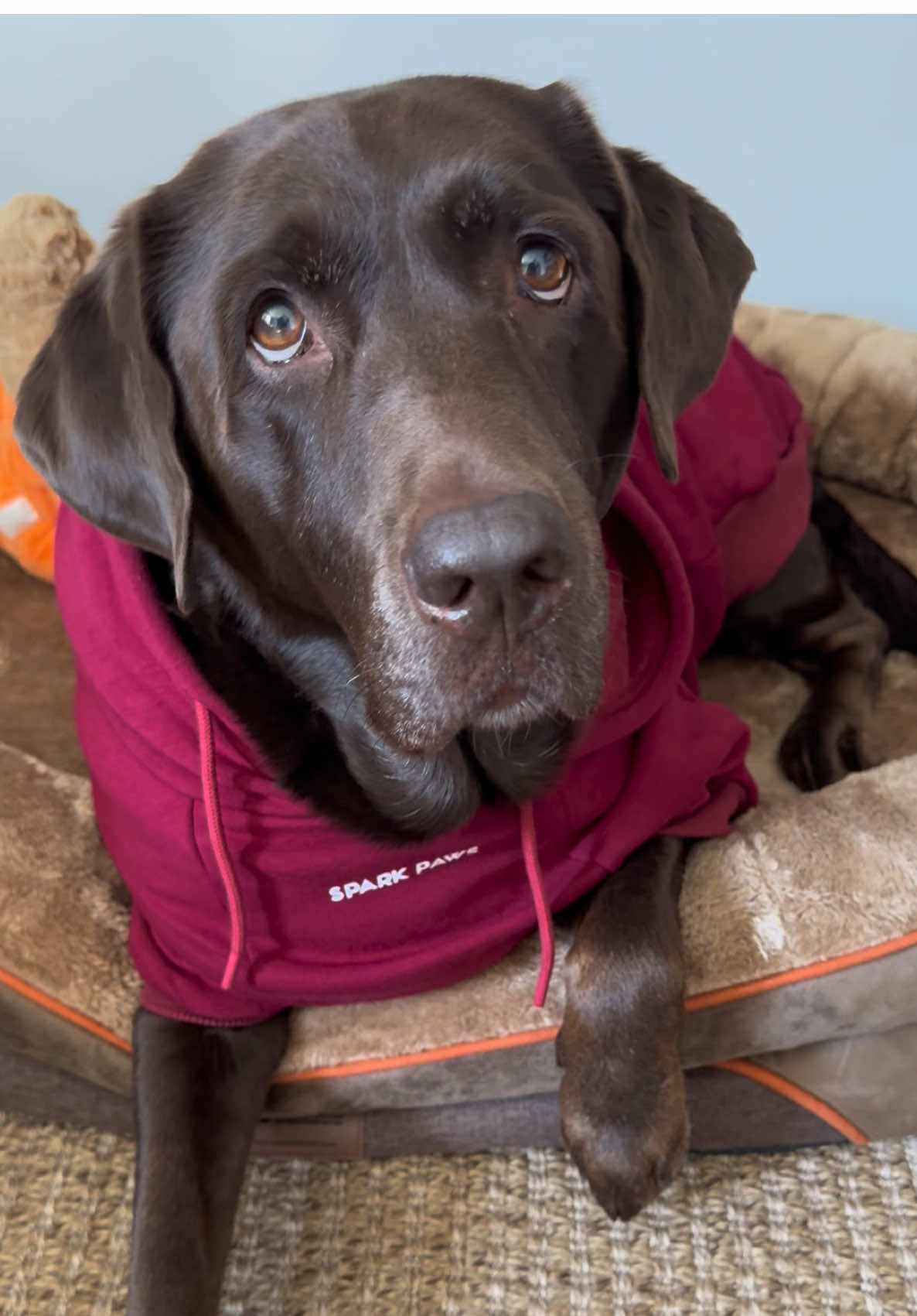 Maya is all geared up for winter and  is wearing a 5xl hoodie from @SPARK PAWS  #dogsoftiktok #doghoodie #petclothes #petproducts #tiktokshopblackfriday 