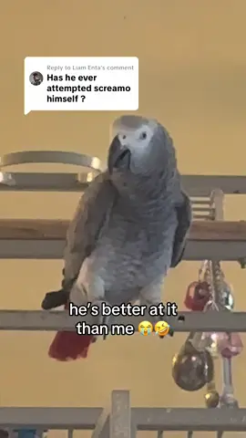Replying to @Liam Enta he defo needs to feature on a REEBZ track 🤣🤣🤘 #metaltok #screamo #africangrey #parrotsoftiktok #metalcoretiktok 