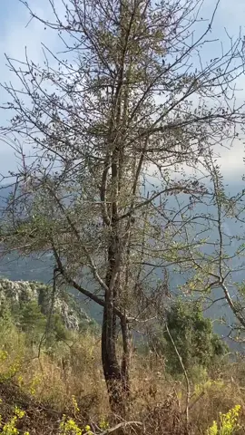 #فيروز #لبنان🇱🇧 #بلدي #lebanon🇱🇧 #viral 