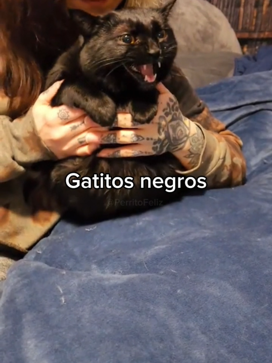 Los AMO #foryou #cats #catlovers #blackcats #pets 
