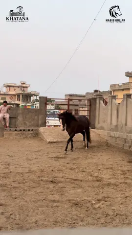 🖤 #ch_habibgujjar_97 #trending #trend #horses #khatana_stud_farm_jhelum @Ch.wajahatjutt 