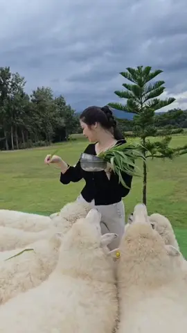 🐑🍃⛰️     #stardoifarmkhaoyai #khaoyai #nature #travel #fyp 