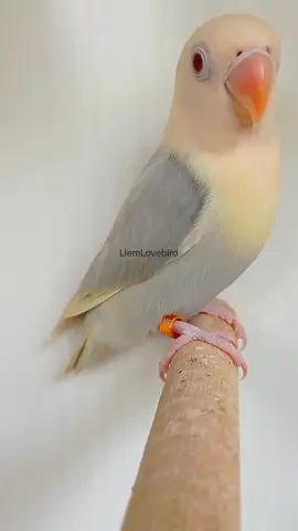 Biola Aquablue2 PF Violet usia 3 bulan belum DNA #lovebirds#Aqua#palefallow#indonesia🇮🇩 