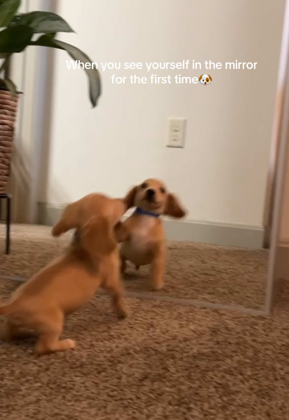 baby meelo 🥹🐶 #puppytiktok #minidachshund #puppymoments #funnymoments 