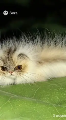 #котогусеница 