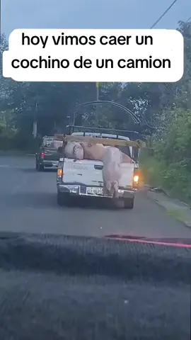 adoptamos un cerdo 🐷