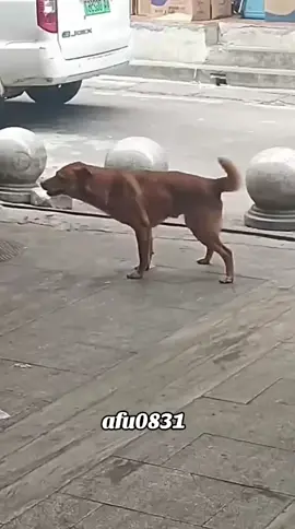 #粉丝一千万 #dog #funny #foryou #fypシ゚ 