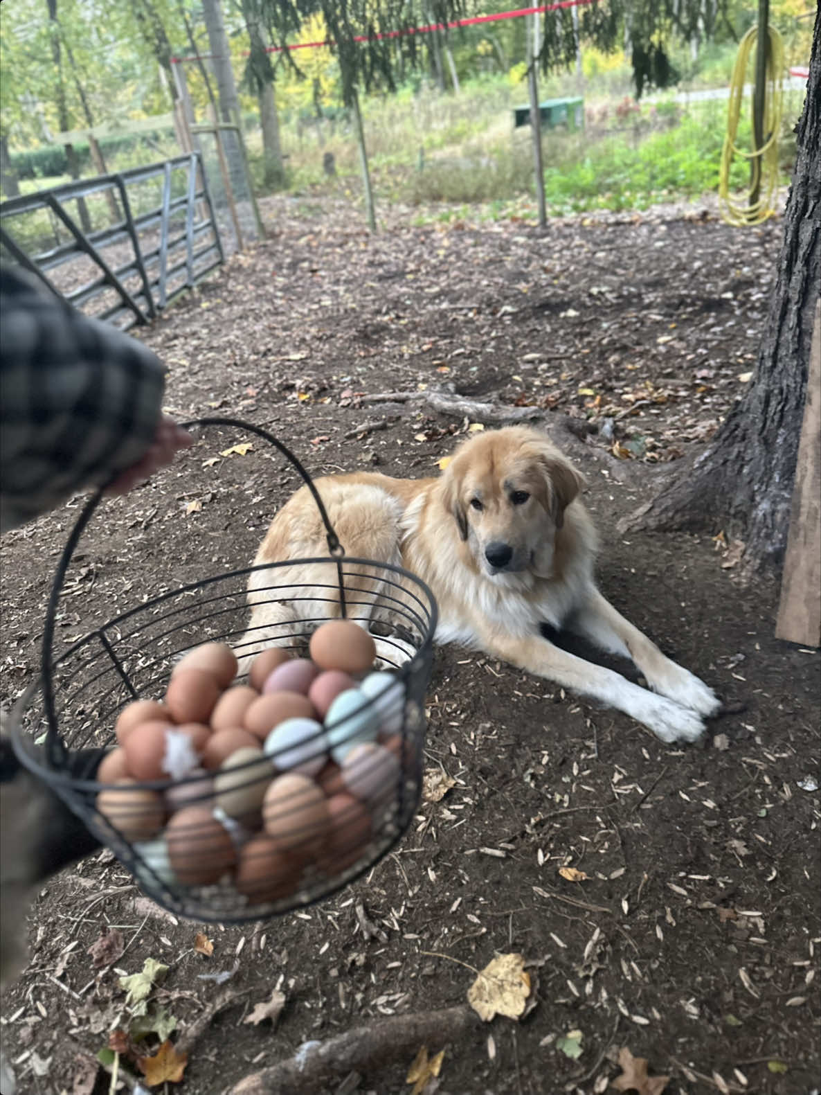 This video was filmed a week ago Tuesday October 21st. I’m hopeful the couple week break is long enough to return posting our #eggcollecting videos here on #tiktok 🤞🏻. We absolutely love all the animals on our farm and treat them all with kindness and respect. #homestead 