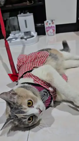 คนรักแมวถูกใจสิ่งนี้😻😻😻 @meowthaifoods  #XIMIAO #ทาสแมว #อาหารแมว #อาหารเม็ด #สวนสัตว์Tiktok 