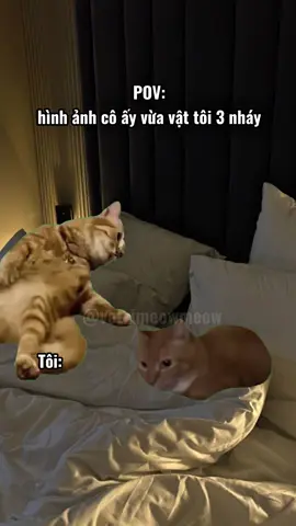 #votrimeowmeow #xuhuongtiktok #meme 