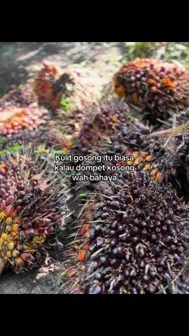 #petanisawit #petanimuda #kulisawit #storysawit #fyp 