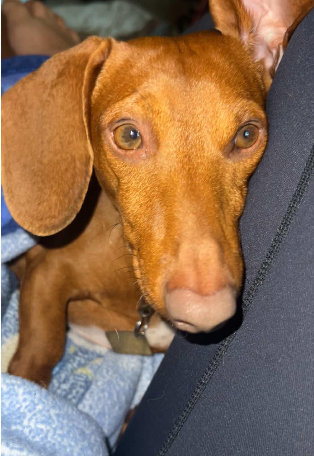 He’s just a baby🥹🐶🐾  #minidaschund #Simon #ily #daschund #dogsoftiktok 