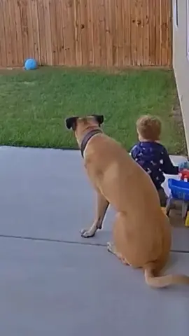 dogs and babies are good friends❤️🥰#dog #baby #bestfriend #Love #foryou #usa🇺🇸 