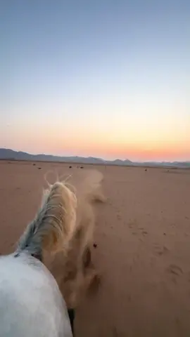 ترند للخيالة🔥#سعيد #اصيل #الجموم_مكه #خيل_وخياله🐎 #horse 