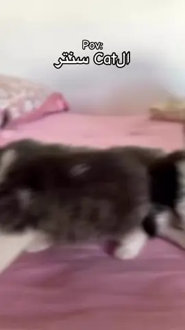 #viral #foryou #fyp #foryoupage #creatorsearchinsights 