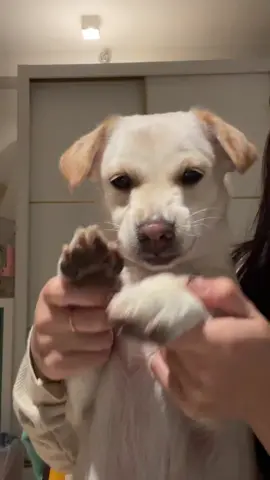 Khiêu vũ cùng chó 🐶🐕  #khiêuvũ #cute #funny #chó 