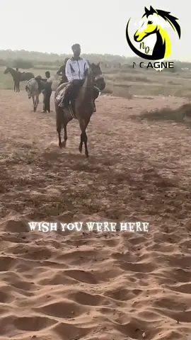 #ficha_tiktok #vuesmedia #vuestiktok #viral_video #coursehippique  Wish You Were Here🟡🔵