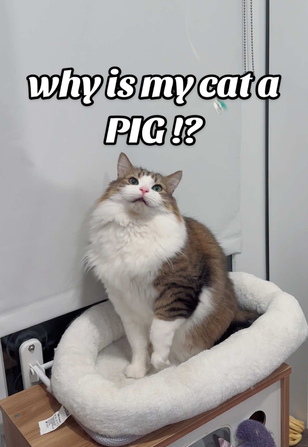 Kiwi love making piggie noises when he plays so I always call him a piggie…he also love to eat too 🤣 #cat #catplaying #fluffycat #catplay #bigkitty 