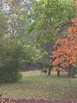 #deertiktok #deer 