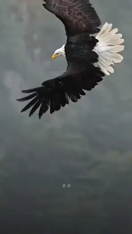 #CapCut #aljanubi_22ws #مشاهير_تيك_توك #محمود_الجبلي #الشعب_الصيني_ماله_حل😂😂 