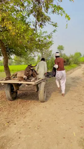 Dunya ka aqalmand 😂😂😂#viral_video #trend#funny#funnyvideos 