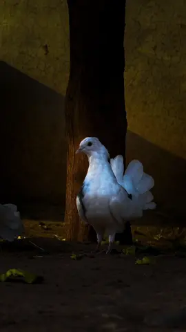 ہم اکثر یہ سمجھتے ہیں کہ ہماری موجودگی یا غیر موجودگی کائنات کے نظام میں کوئی بڑی تبدیلی لے آئے گی، لیکن حقیقت اس کے بالکل برعکس ہے۔ ہماری زندگی کا آغاز اور اختتام صرف ہمارے لیے اور ان چند لوگوں کے لیے اہم ہوتا ہے جو ہم سے جڑے ہوتے ہیں۔ کائنات اپنی وسعتوں کے ساتھ ہمیشہ ویسے ہی چلتی رہتی ہے۔ سورج اپنی روشنی دیتا رہتا ہے، چاند اپنی گردش میں رہتا ہے، ستارے ٹمٹماتے رہتے ہیں اور وقت اپنی رفتار سے آگے بڑھتا رہتا ہے۔ ہماری غیر موجودگی سے کائنات کے اس عظیم نظام پر کوئی فرق نہیں پڑتا۔ فرق صرف اتنا آتا ہے کہ ہمارا کردار ختم ہو جاتا ہے۔۔۔ ہماری کہانی ایک موڑ پر آ کر رک جاتی ہے۔۔۔ یہ سوچ ہمیں یہ سکھاتی ہے کہ ہمیں اپنی زندگی کو بامقصد بنانا چاہیے۔ کیونکہ کائنات تو ویسے ہی چلتی رہے گی، اصل سوال یہ ہے کہ ہم نے اپنے حصے کا کردار کیسا ادا کیا؟ کیا ہم نے اپنے عمل اور اخلاق سے دوسروں کے دلوں میں کوئی جگہ بنائی؟ کیا ہم نے نیکی اور بھلائی کے بیج بوئے یا دنیا سے خالی ہاتھ رخصت ہو گئے؟ انسان کی اصل بقا کائنات میں نہیں بلکہ لوگوں کے دلوں اور یادوں میں ہے۔ اسی لیے ہمیں اپنی موجودگی کو معنی خیز بنانا چاہیے تاکہ ہمارے جانے کے بعد بھی ہماری خوشبو رشتوں اور یادوں میں باقی رہے۔۔۔!!! 🥹❤️‍🩹@👑𝐒𝐀𝐅𝐄𝐄𝐑_.𝟗𝟗❤️‍🔥 #fyp #millionviews #growmyaccount 