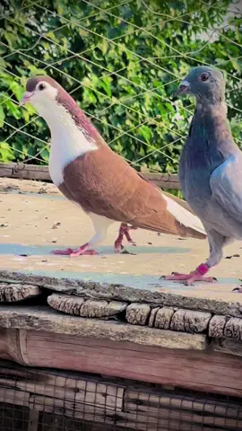 #foryou #fypシ゚viral #foryoupage @Ali Muhammad 