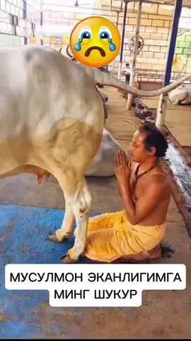 الحمدلله على نعمه الاسلام#شوفوا_الهنود_ويش_يعبدون_الابقار#قدروا_تعبي_بلايك_واكسبلور #اكسبلورexplore #😭😭😭💔💔💔💔😭😭 