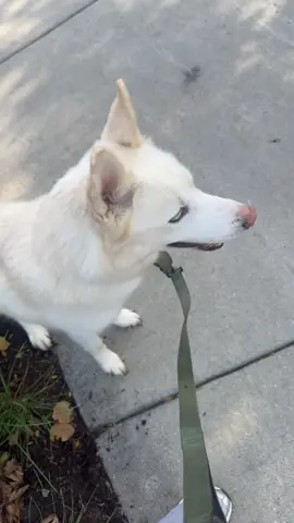 #huskies do not listen 😂😂😂😂🤦‍♀️ why is my dog like this ? 