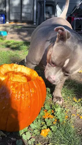 Loveees tearing up the pumpkins🎃👻  just wanted to edit and say if you give your babies pumpkin; make sure they’re fresh! There was a puppy that had passed from eating a pumpkin sitting out on a porch and there was mold growing in it & the puppy sadly passed away😢 #ivanthegreat #funnydog #staffy #dogsoftiktok #staffysoftiktok  