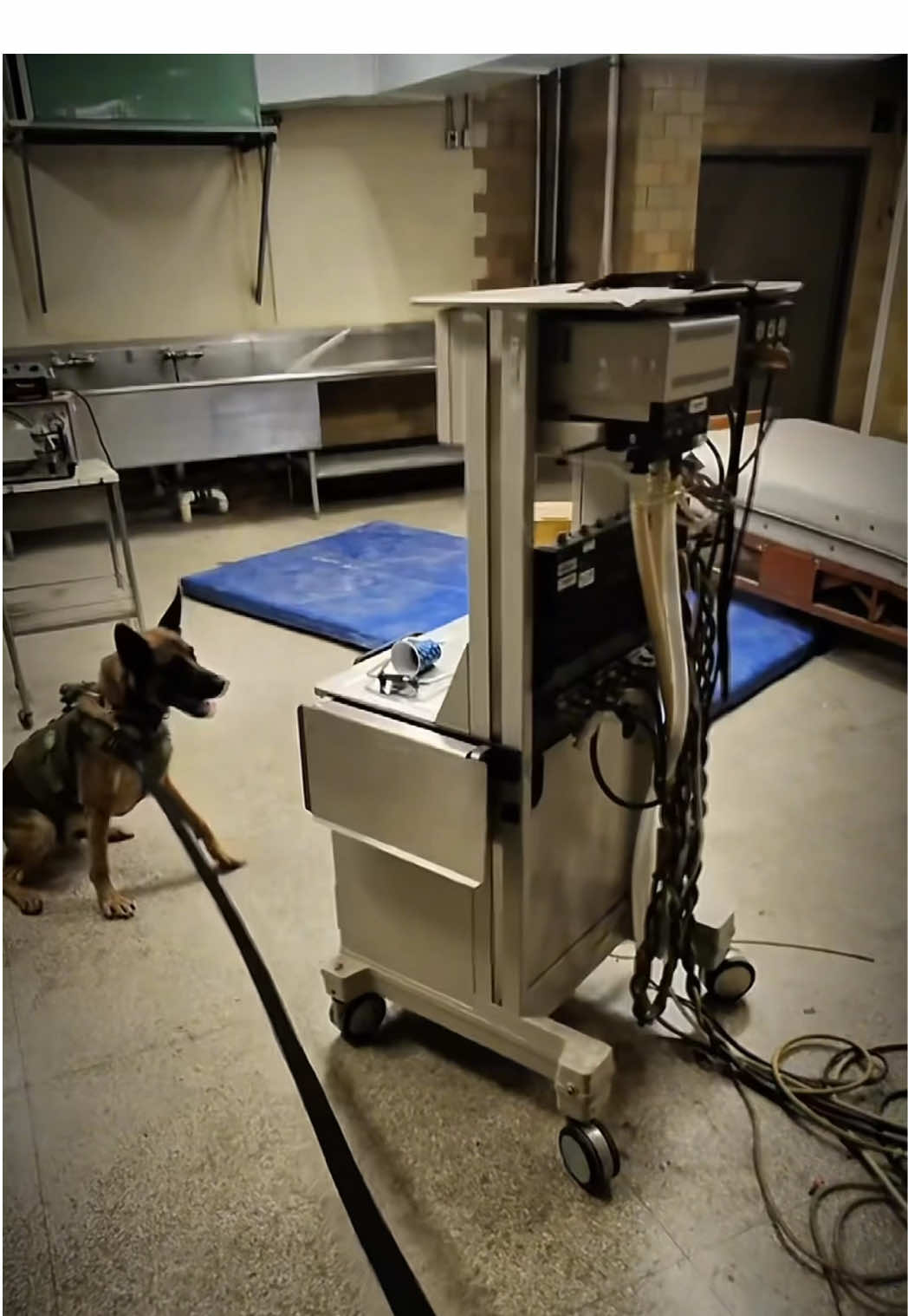 The goodest boi #k9 #dog #fyp #dogsoftiktok #workingdog 