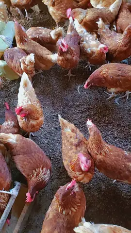 we may not be known  now, but one day we shall, in Jesus's  mighty  name #chicken #poultryfarm #farming #poutryfarming #farmlife 