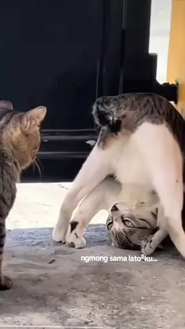 Abis teler brantem dong.. #catlover #catsoftiktok #animals #funnyvideos #kucingberantem 