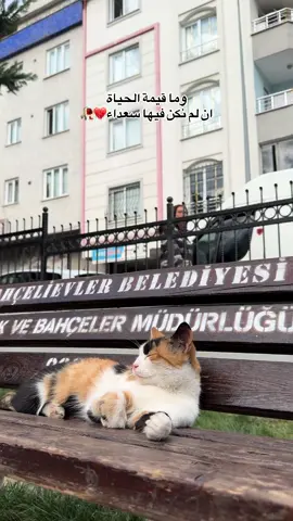 ‏حتى القطة زعلانة 🥺💔#اميرة_برج_السرطان #fypviralシ゚viral #اكسبلورexplore #fouryou 