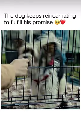 One of the best movies a dogs purpose: Lasse Hallström 