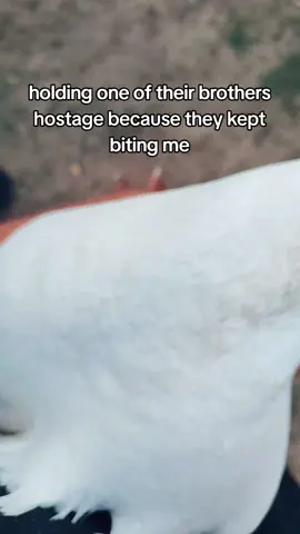 #goose #fyp #foryoupage #farmlife  #geeseoftiktok  he's fine btw