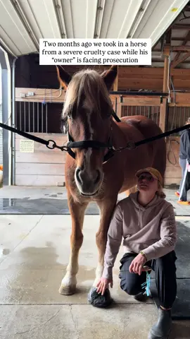 Gunner had a successful surgery, and here are the results!!!! Dont watch if you’re really squeamish, there isn’t any blood but you can see where he lost half his hoof. He needed to have surgical debridement of both left feet, but he’s doing great.  Now comes the difficult part, we have to change his bandages every other day to make sure the infection doesn’t return. He has canker which has a high reoccurrence rate if not treated very aggressively, and even then it could come back.  He is getting use to the routine and so are we. We have a long road ahead for his recovery and good regrowth but we are all so hopeful 🙏🏻  Thank you for making this possible for him. The “owner” is still fighting for the healthy horses back. Which honestly there aren’t any. These poor horses ranged from needing euthanasia on the day they were seized to need extensive surgery like this and everything in between. Our partner rescue in this case Fighting Chance Rescue 501 c3 took on all of the horses and are still caring for the rest!   It’s atrocious the way these horses have  been kept and treated and that this man has been allowed to get away with this for YEARS. Laws around animal cruelty need to change and harsher punishments need to be administered for offenders. The animals have no one to protect them but us.  If youd like to donate to Gunners surgery you can do so now on: PayPal- Foreverlandfarm@gmail.com Venmo- @Foreverlandfarm Zelle- foreverlandfarm@gmail.com  I’ve added some things on our Amazon wishlist we need to continue to wrap Gunners hooves. This recovery could very well be a year long…. That’s a lot of wrapping! Gunner, you got this bud.  . . . . . #animalsanctuary #fortheanimals #animalrescue #sanctuary #savedfromslaughter      