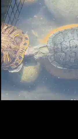 انتا بهيمه يابا😂🐢