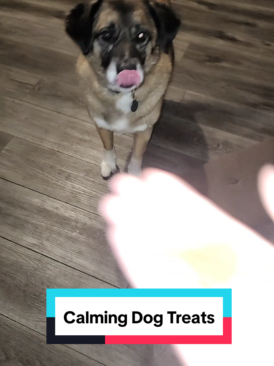 Calm dog, clean ingredients. @GoodTail helps dogs chill without junk. #calmdog #calmingtreats #calmingdogtreats #dogcalmingtreats #goodtail 