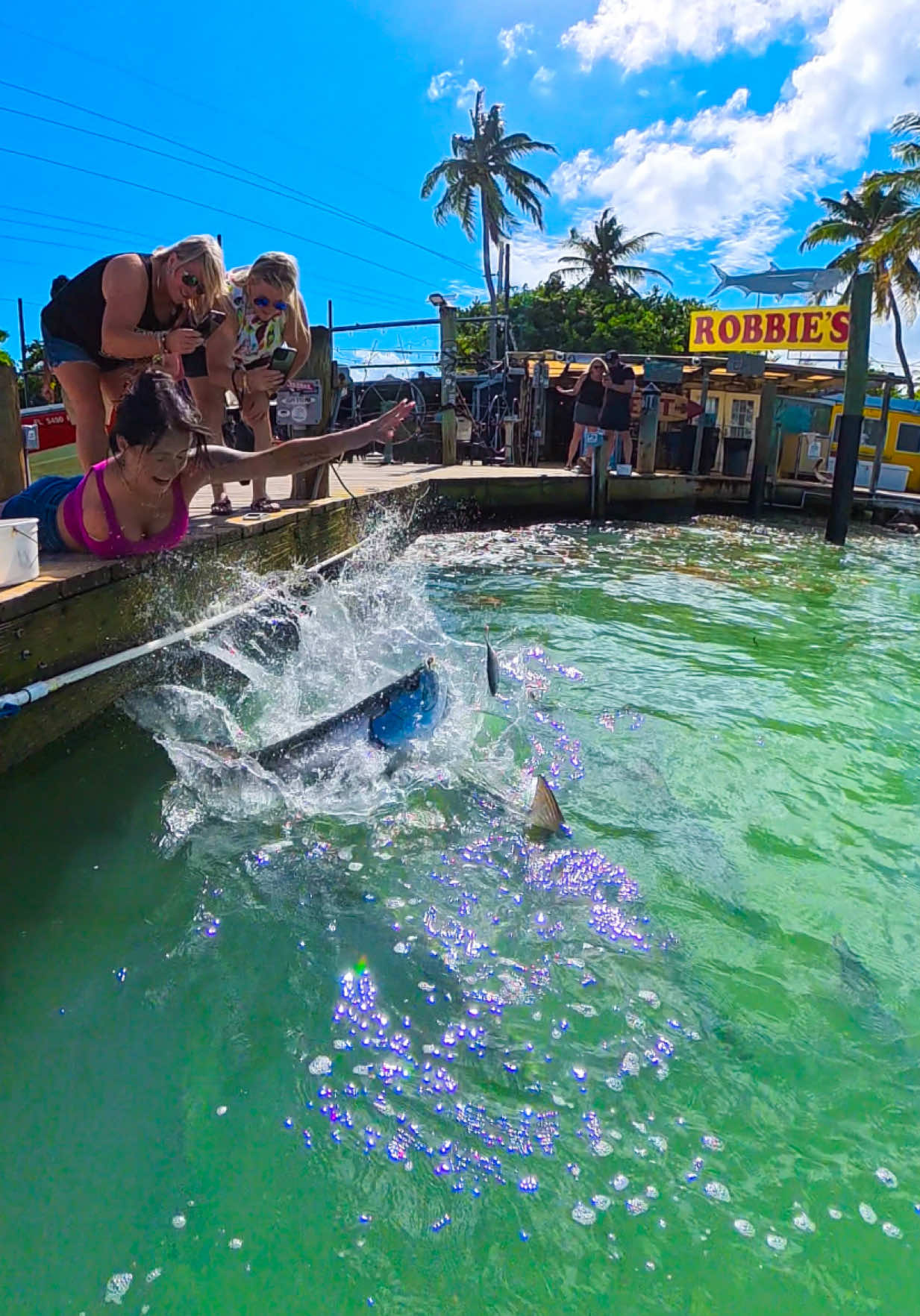 Feeding the Tarpon.🤪🌊🐟