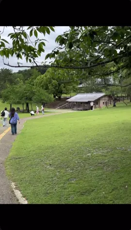 VLOG n-6 - Japan, Kyoto - Park Nara  🦌🌳🇯🇵🎋🍱 #japan #Vlog #narapark #fyp #kurasushi 