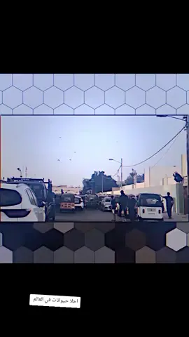 #الشعب_الصيني_ماله_حل😂😂 #تصميم_فيديوهات🎶🎤🎬 احلا حيوانات في العالم 