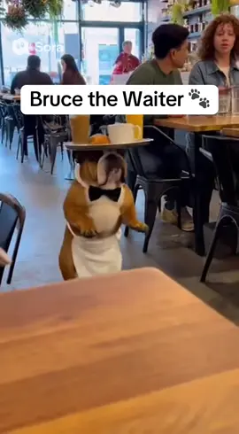 He tried his best… just not his balance 😅🐾 #BulldogBruce #FunnyDog #Dogsoftiktok #Dogtok #FYP