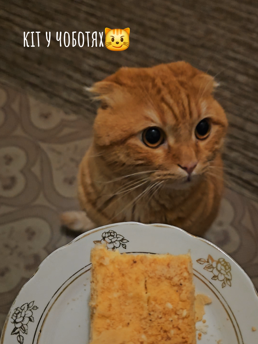 #кітучоботях#шрек#кіт#cat#shrek 