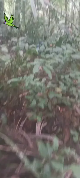 #LIVEIncentiveProgram #GoLIVEGrowFast #PaidPartnership 