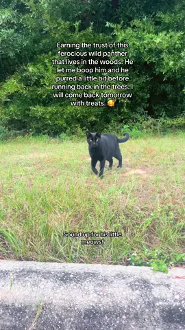 What should we name him? 🥰 #cats #feralcat #kittycatsoftiktok #blackcats #cattiktok 